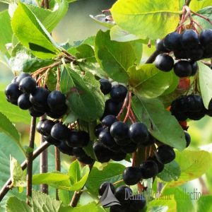 ARONIA PRUNIFOLIA – ARONIA (VAR. NERO)