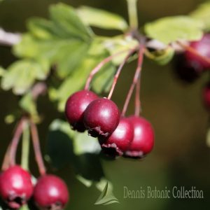 CRATAEGUS SCHRADERIANA – BIANCOSPINO BLU