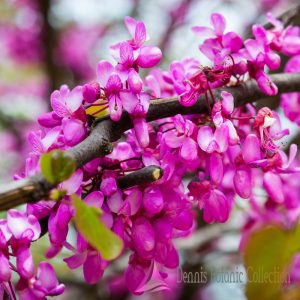 ALBERO DI GIUDA – CERCIS SILIQUASTRUM
