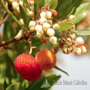 ARBUTUS UNEDO – CORBEZZOLO