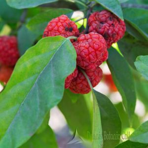 CUDRANIA TRICUSPIDATA – MORA DI GELSO CINESE (VAR. NORRIS)