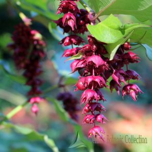CAPRIFOGLIO HIMALAYANO (VAR. PURPLE RAIN) – LEYCESTERIA FORMOSA