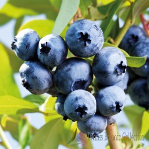 VACCINIUM CORYMBOSUM – MIRTILLO AMERICANO (VAR. BLUECROP)