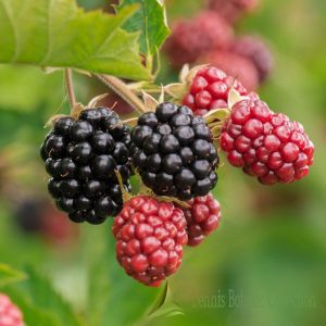 RUBUS FRUTICOSUS – MORA (VAR. BLACK SATIN)