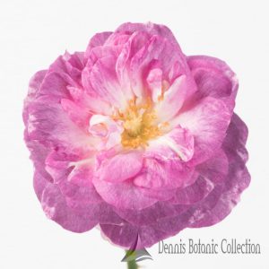 ROSA L. – ROSE EDIBILI (VAR. INCREDIBLE CRISPY)