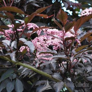 SAMBUCUS NIGRA – SAMBUCO (VAR. BLACK BEAUTY)