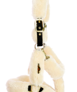 CAPEZZA KENTUCKY AGNELLO