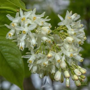STAPHYLEA COLCHICA