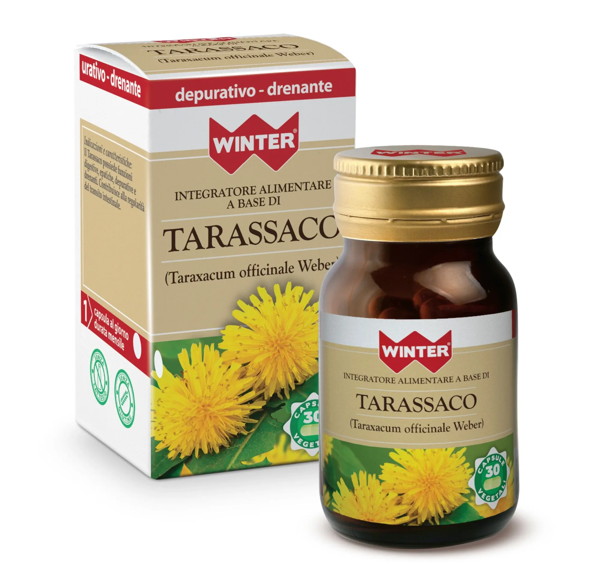 Tarassaco – Winter