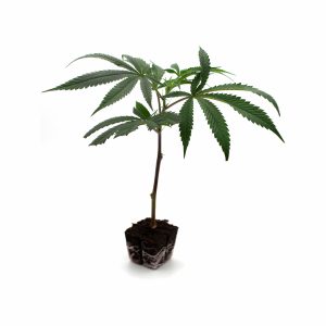 GORILLA GLUE (URBAN GARDEN CUT) – Élite CBD (PREORDINE)