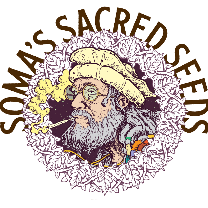 SOMANGO (SOMA’S SACRED SEEDS CUT) – Élite Classic - immagine 2